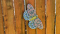 Fancy Fence Butterfly - Field of Rainbows